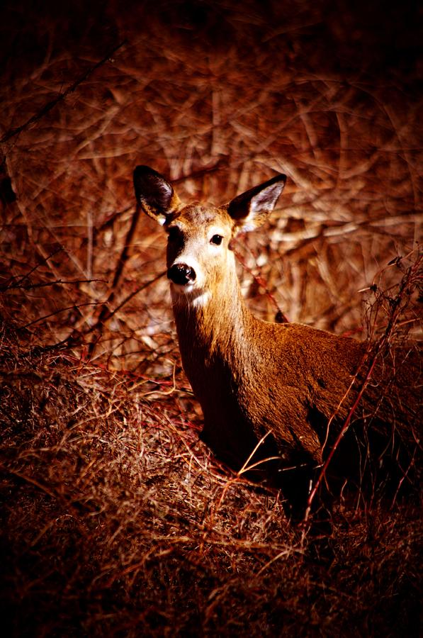 Deer #2 Photograph by Gerald Kloss