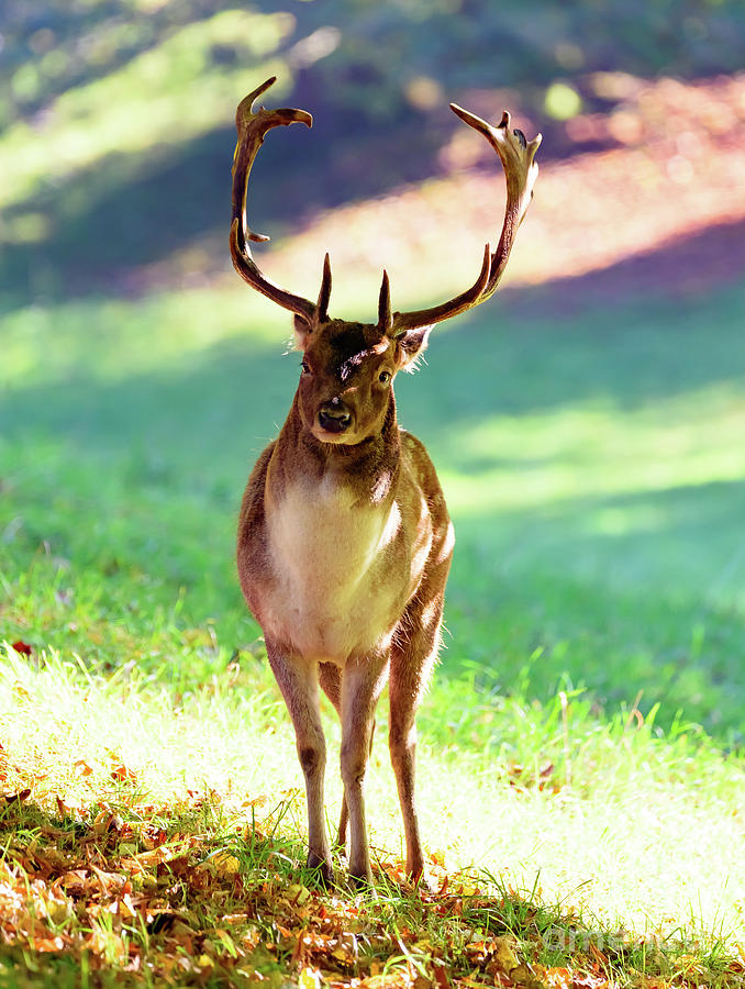 Deer stag #2 Photograph by Colin Rayner