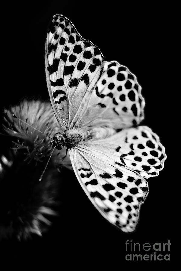 Black And White Photograph - Delicate #2 by Gabriela Insuratelu