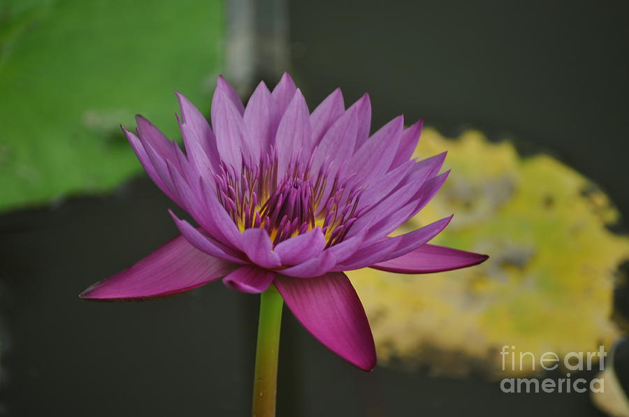 Lily Photograph - Delight #2 by Nona Kumah