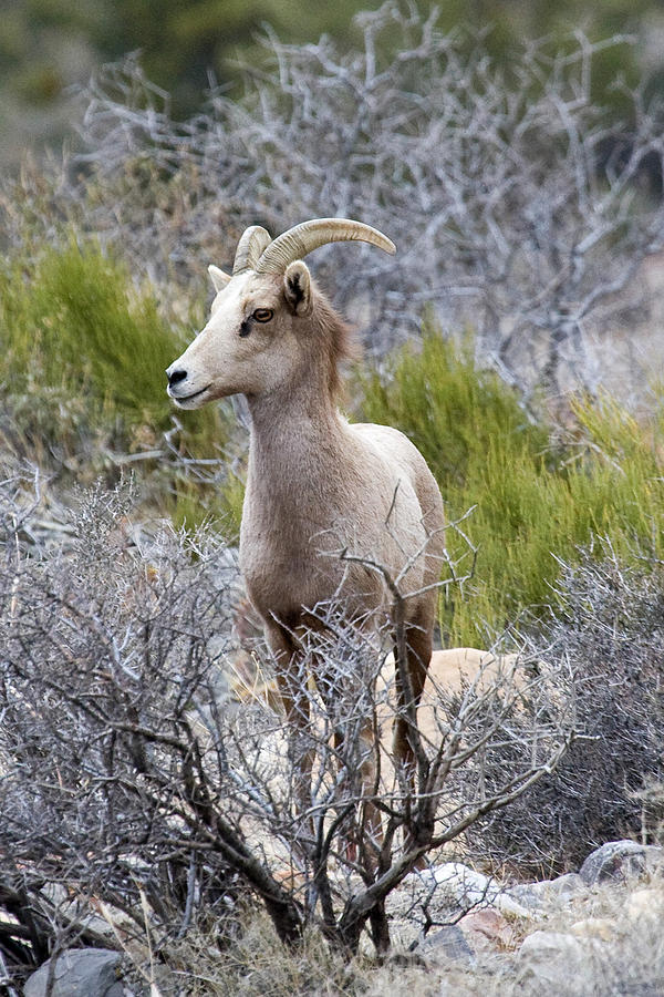 Desert Big Horn Sheep #2 Photograph by James Marvin Phelps