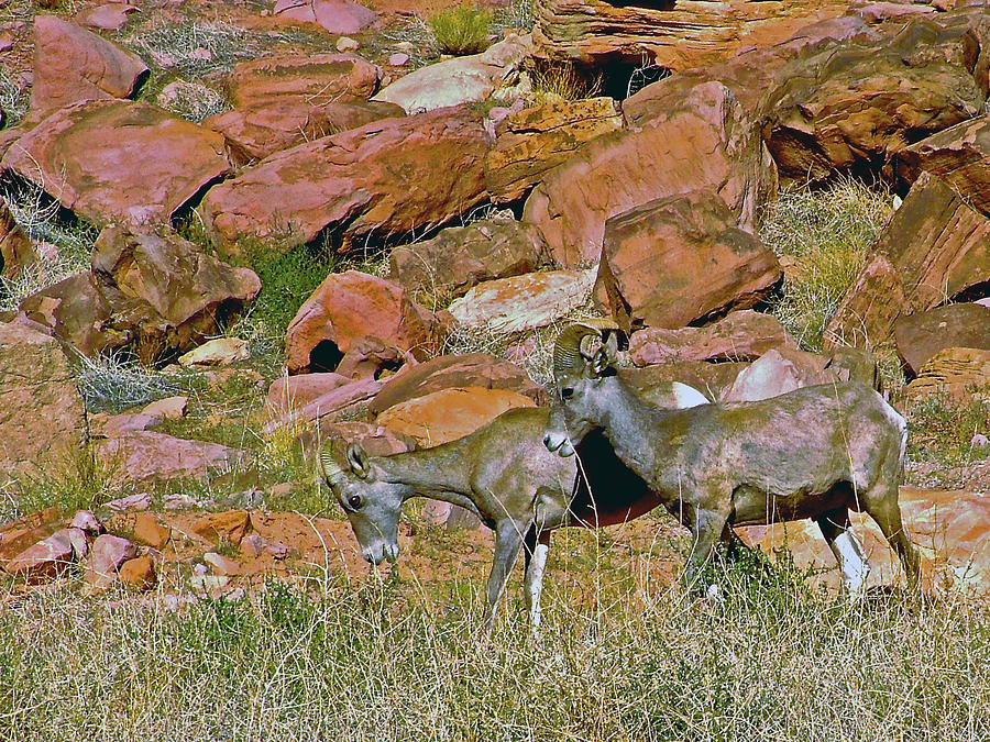 Desert Bighorn Sheep in Arches National Park, Utah #3 Photograph by Ruth Hager