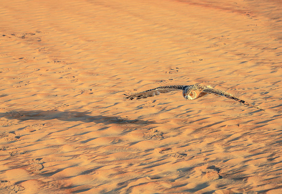Desert Eagle Owl #2 Photograph by Alexey Stiop