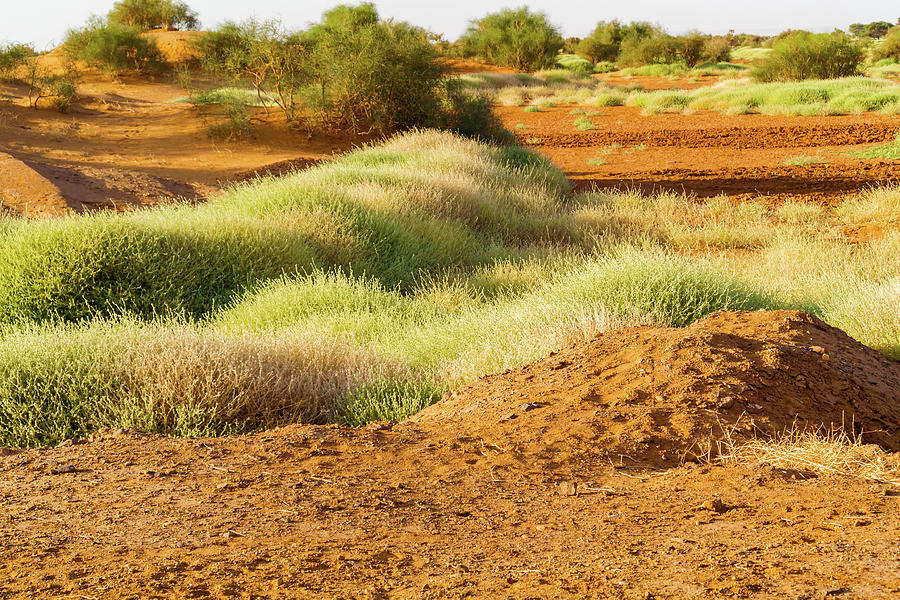 Desert landscape in Sudan #2 Photograph by Marek Poplawski