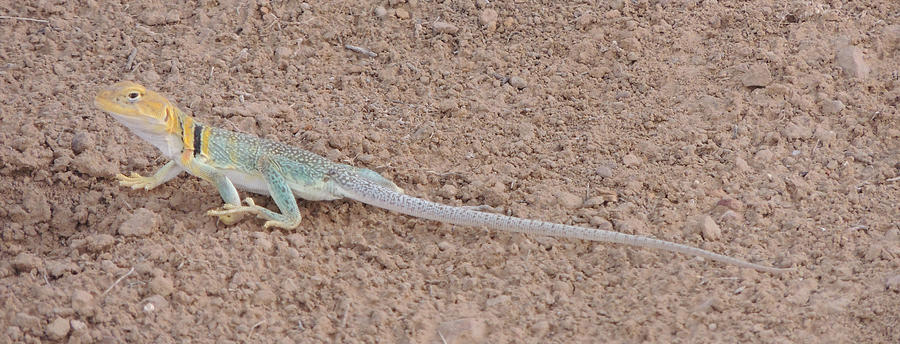 Desert Lizard #3 Photograph by Andrew Chambers