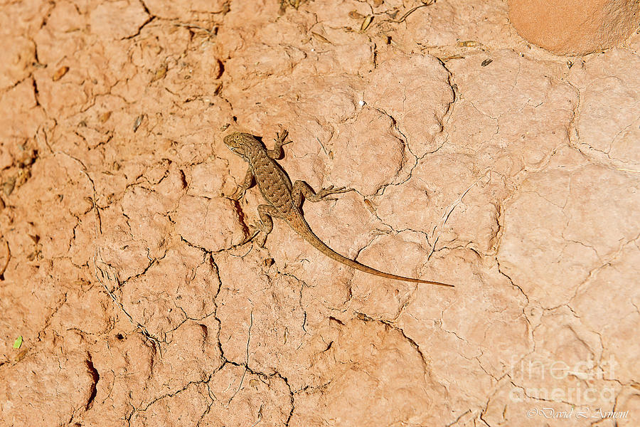 Desert Lizard #3 Photograph by David Arment