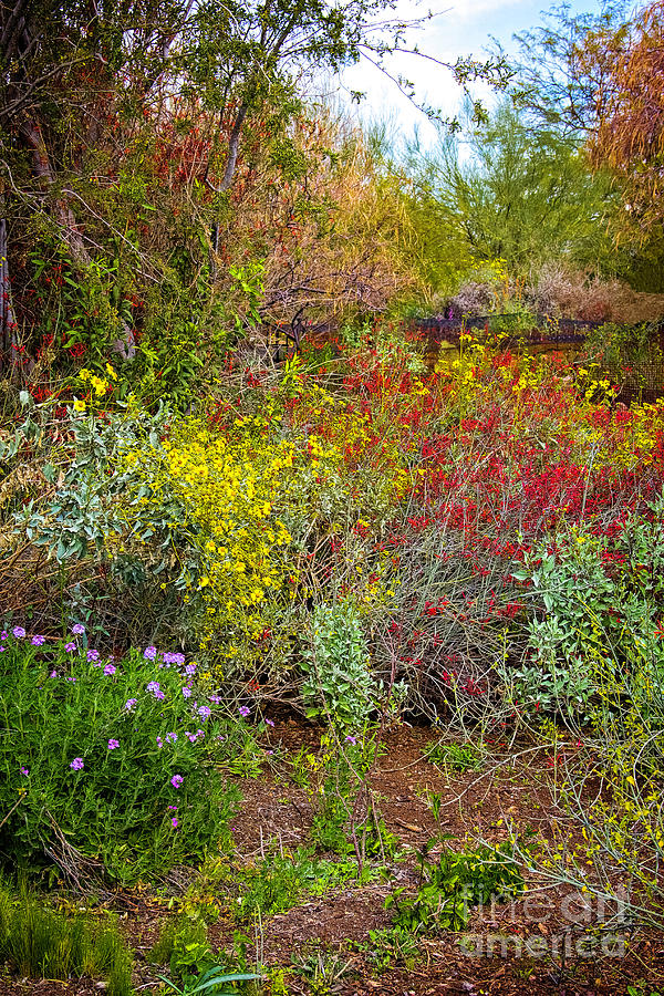 Desert Spring #2 Photograph by Jon Burch Photography