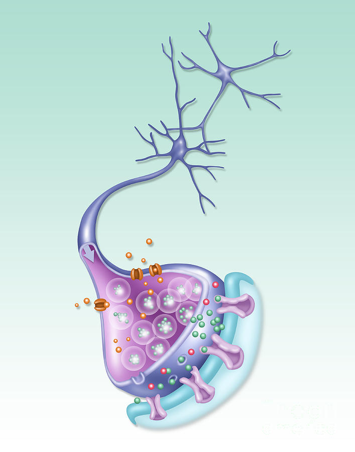 Detailed Neuron, Illustration #2 Photograph by Gwen Shockey
