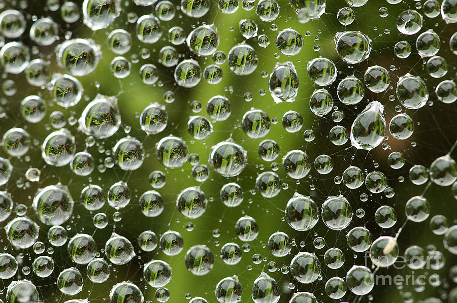 Dew Drops #2 Photograph by Marc Bittan