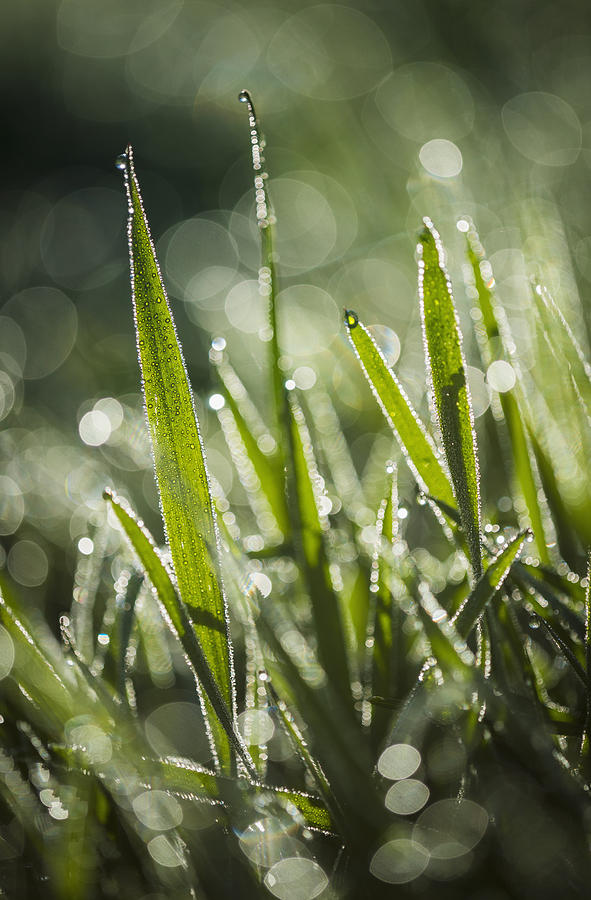 Nature Photograph - Dew Glistens On The Grass  Astoria #2 by Robert L. Potts