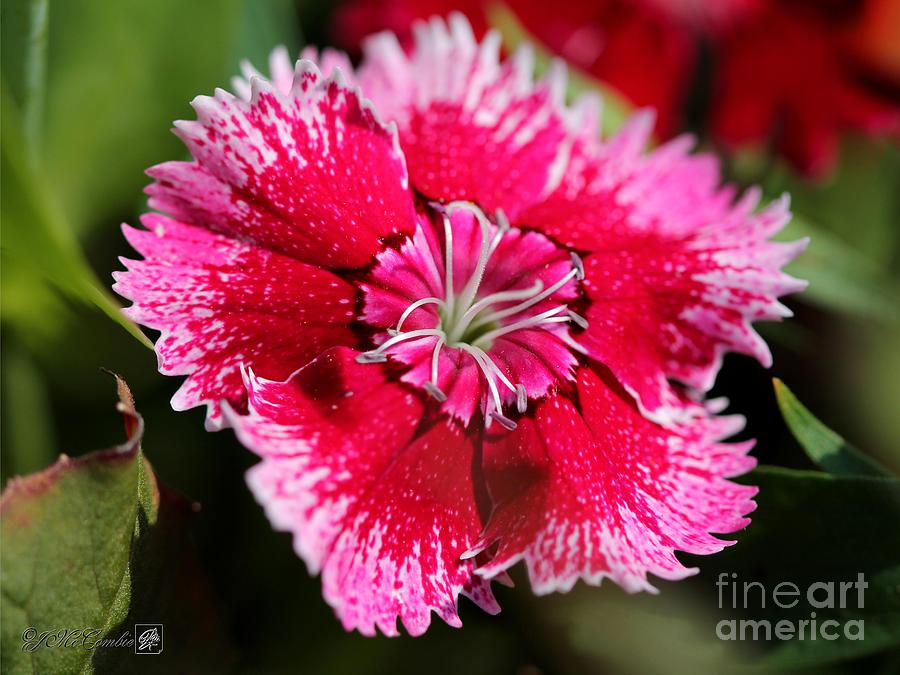 Dianthus named Floral Lace Violet Picotee #3 Photograph by J McCombie