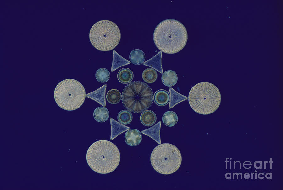 Diatom Arrangement Photograph by MI Walker