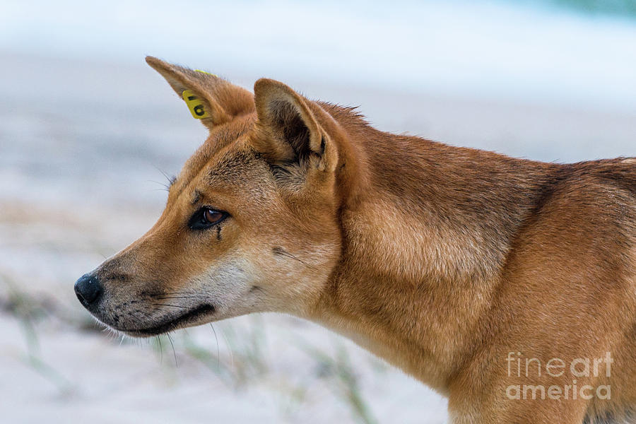 Dingo on 75 mile beach #2 Photograph by Andrew Michael