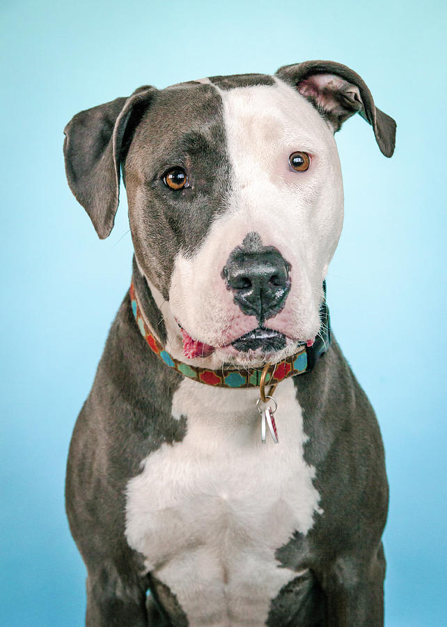 Dog Photograph - Cara #2 by Pit Bull Headshots by Headshots Melrose