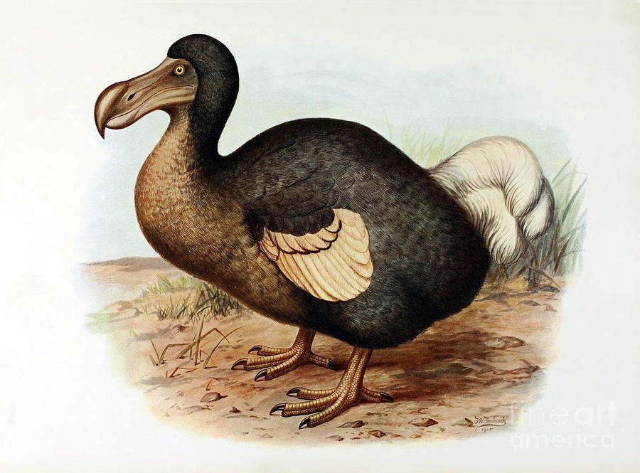 Bird Photograph - Dodo Bird Raphus Cucullatus, Extinct #2 by Biodiversity Heritage Library