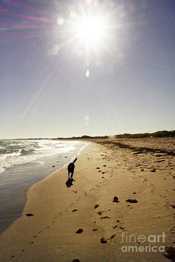 Dog Beach #2 Photograph by Cassandra Buckley