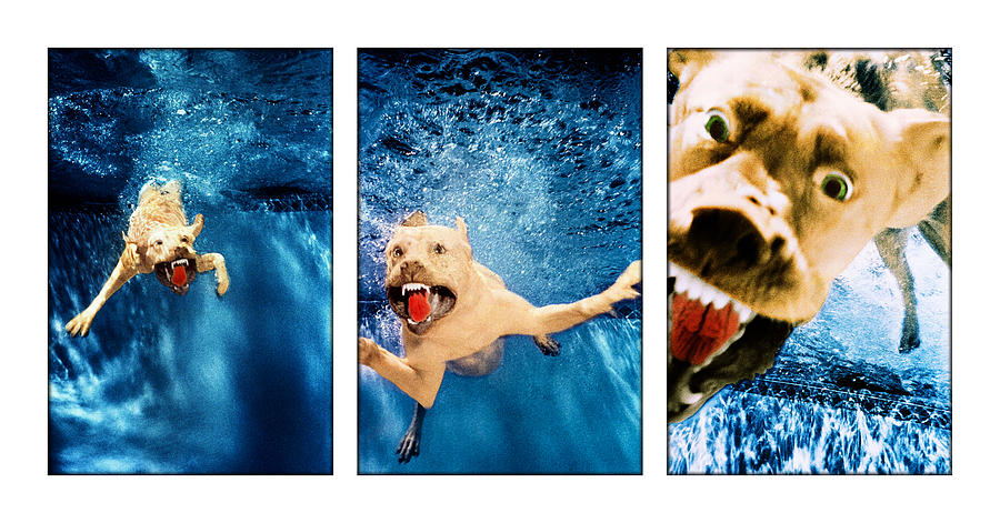 Surrealism Photograph - Dog Underwater Series #2 by Jill Reger