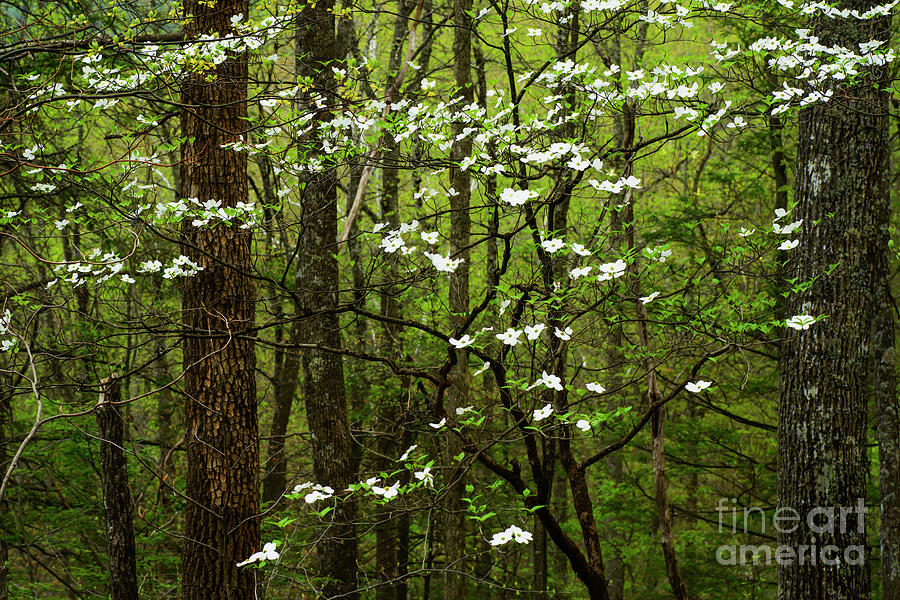 Dogwood Blooming in Forest #2 Photograph by Thomas R Fletcher