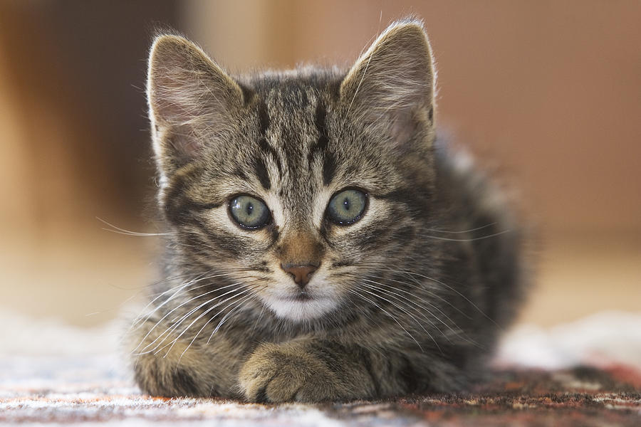 Domestic Cat Felis Catus Kitten Photograph by Konrad Wothe