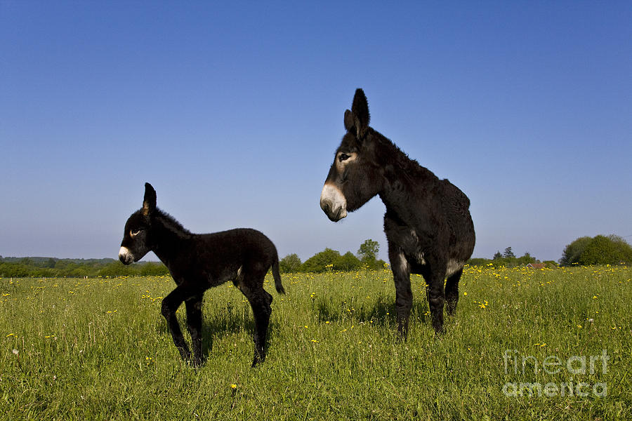 Donkey Photograph - Donkey And Foal #2 by Jean-Louis Klein & Marie-Luce Hubert