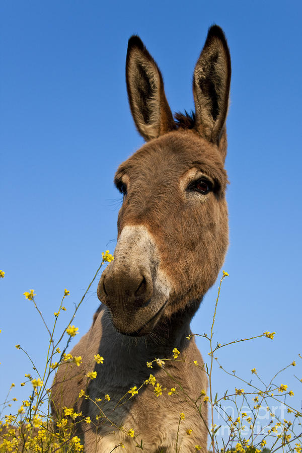 Donkey Photograph - Donkey In Greece #2 by Jean-Louis Klein & Marie-Luce Hubert