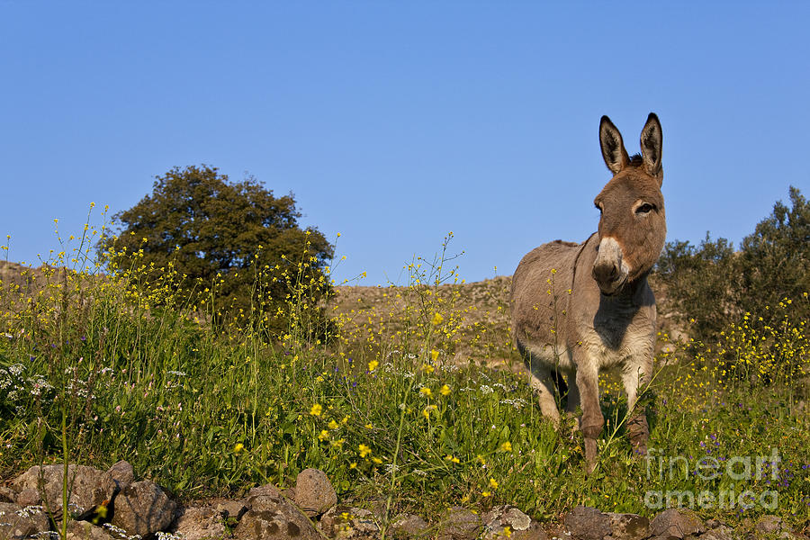 Donkey Photograph - Donkey In Greek Meadow #2 by Jean-Louis Klein & Marie-Luce Hubert