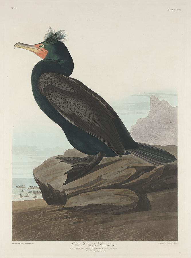 John James Audubon Drawing - Double-Crested Cormorant #2 by Dreyer Wildlife Print Collections 