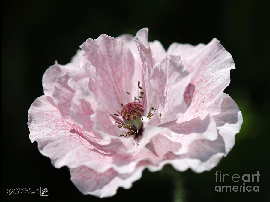 Double Dusty Rose Poppy from the Angels Choir Mix #1 Photograph by J McCombie