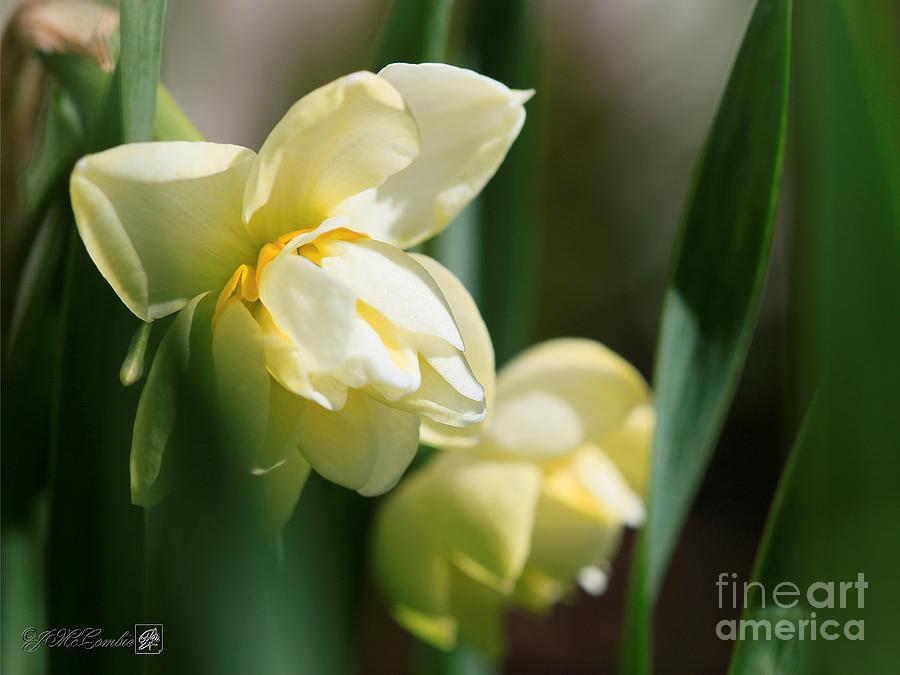 Double Gardenia Daffodil named Cheerfulness #1 Photograph by J McCombie
