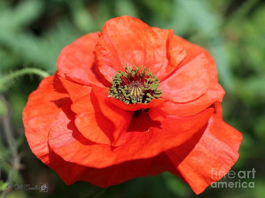Double Orange Poppy from the Angels Choir Mix #2 Photograph by J McCombie