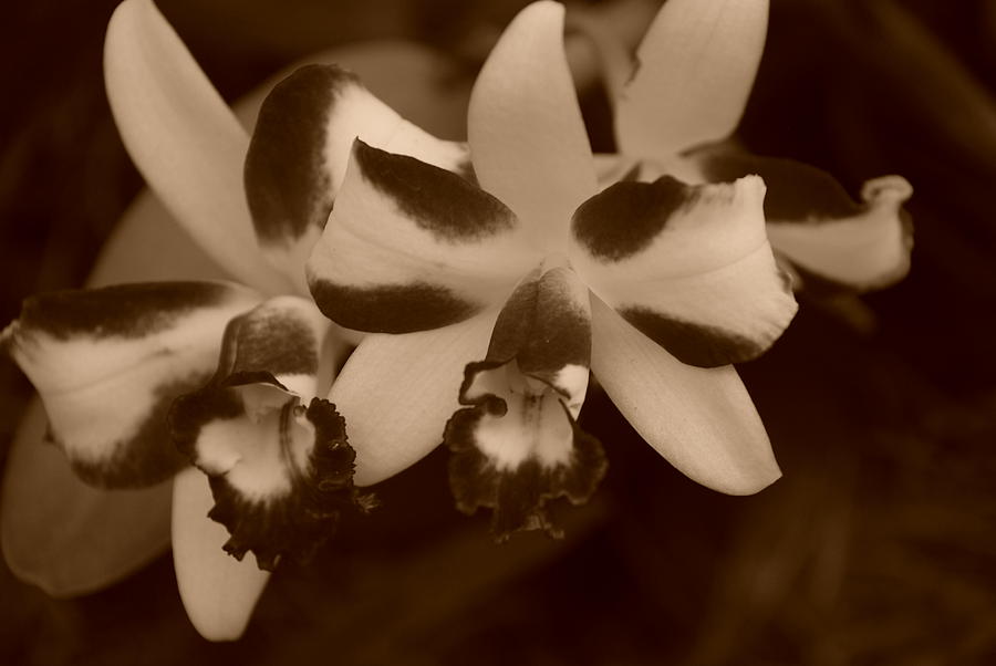 Double Orchid Photograph