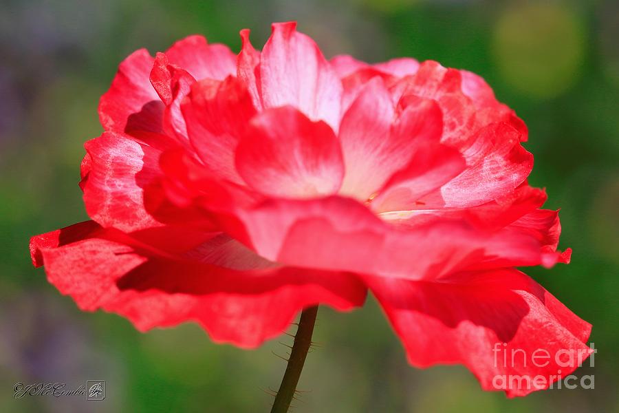 Double Red and White Poppy from the Garden Gnome Mix #1 Photograph by J McCombie