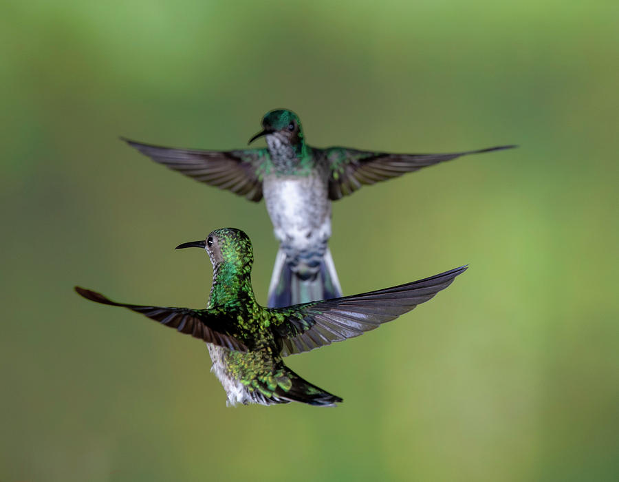 Bird Photograph - Doubled #2 by Leigh Lofgren