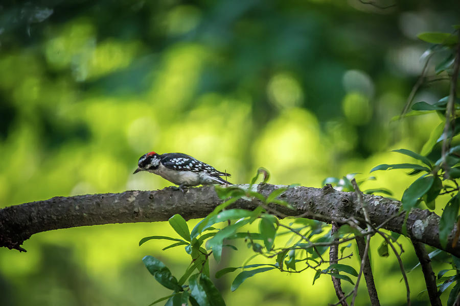 Downy Woodpecker In The Wild #2 Photograph by Alex Grichenko