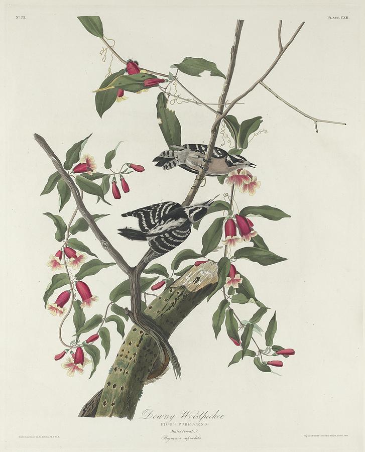 John James Audubon Drawing - Downy Woodpecker #2 by Dreyer Wildlife Print Collections 