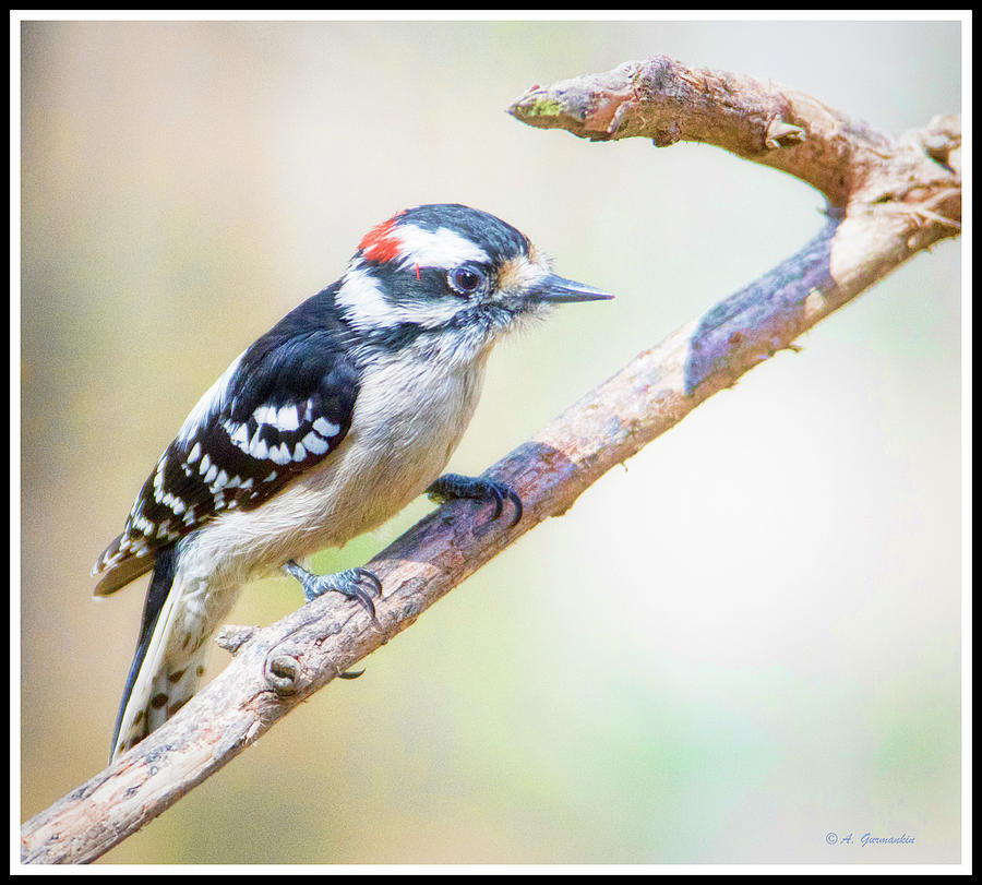 Downy Woodpecker, Male, Animal Portrait #2 Photograph by A Macarthur Gurmankin