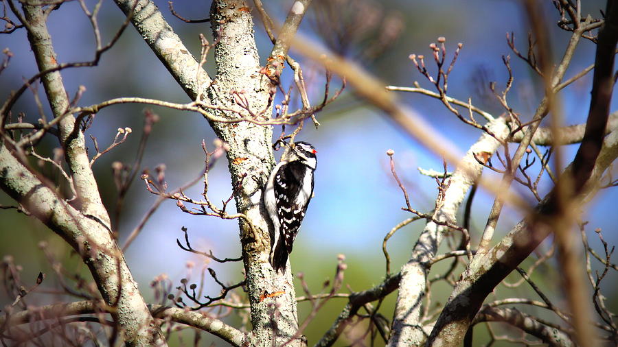 Downy Woodpecker #2 Photograph by Travis Truelove