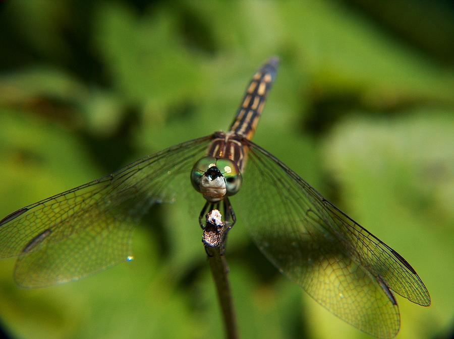 Dragonfly #2 Photograph by Belinda Cox