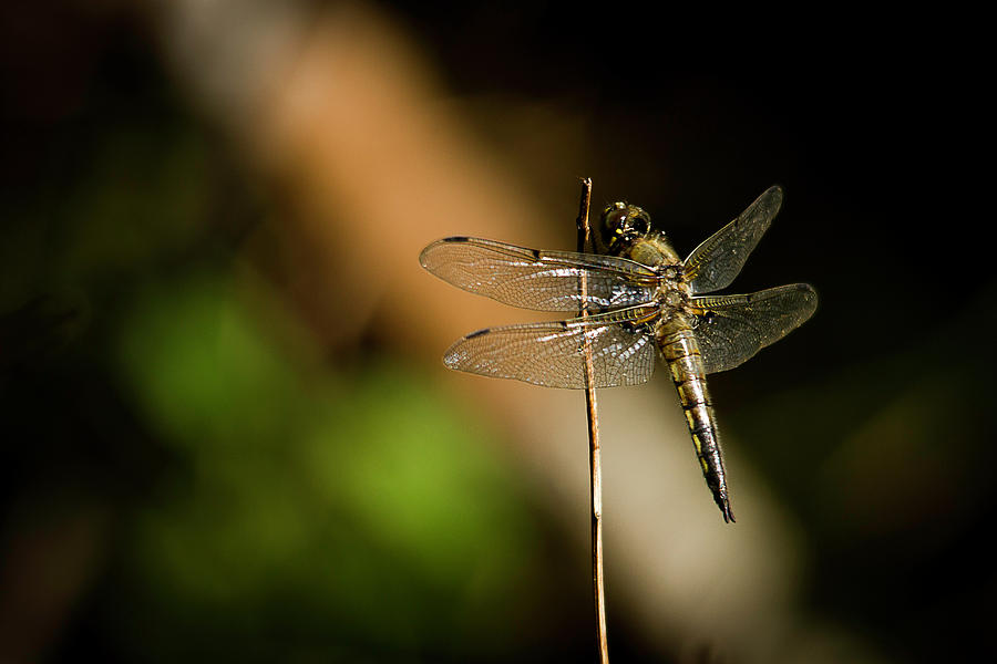 Dragonfly #2 Photograph by Benjamin Dahl