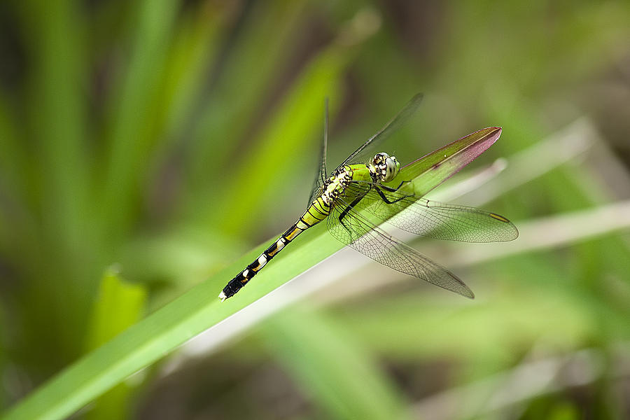 Dragonfly  #2 Photograph by Gouzel -