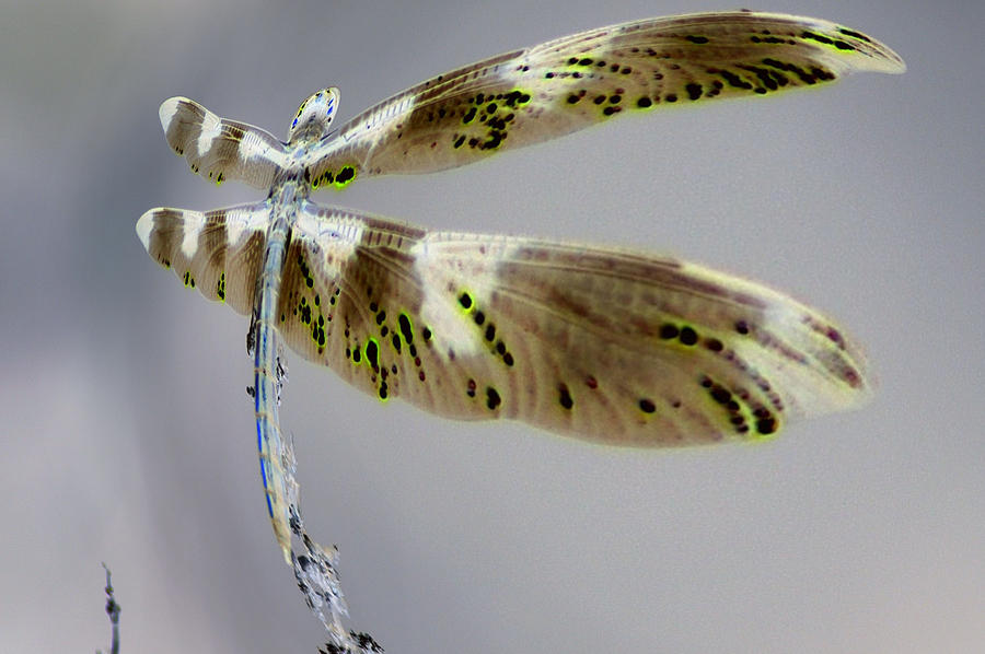Abstract Photograph - Dragonfly  #2 by Jeff Swan