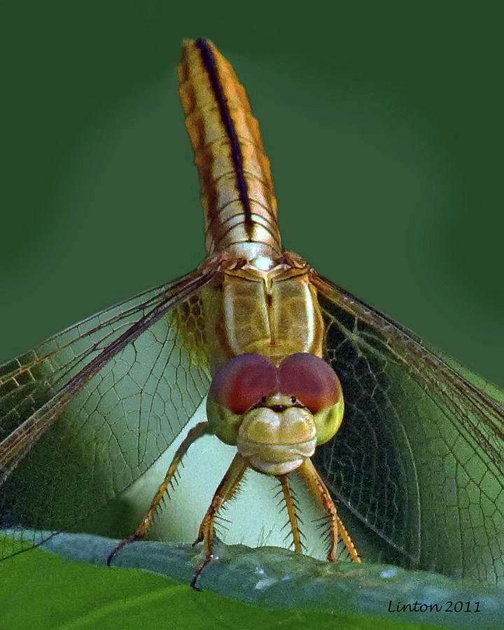 Dragonfly #2 Photograph by Larry Linton