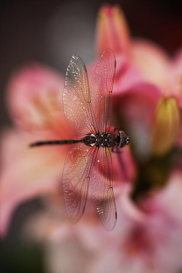 Lily Photograph - Dragonfly Serenity #2 by Mike Reid