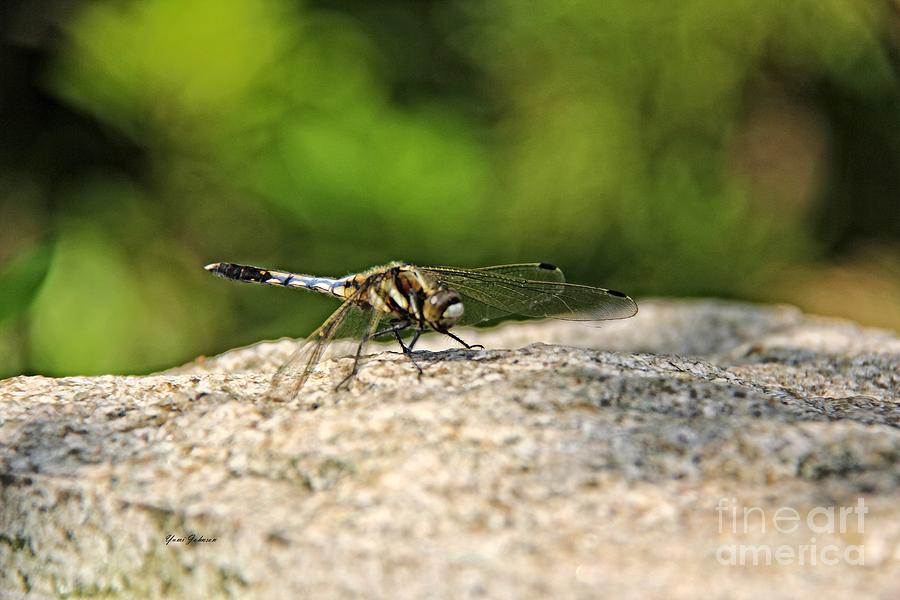 Dragonfly #2 Photograph by Yumi Johnson