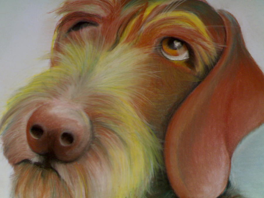 Drahthaar Painting - Drahthaar by Catt Kyriacou Drahthaar Painting - Drahthaar by Catt Kyriacou