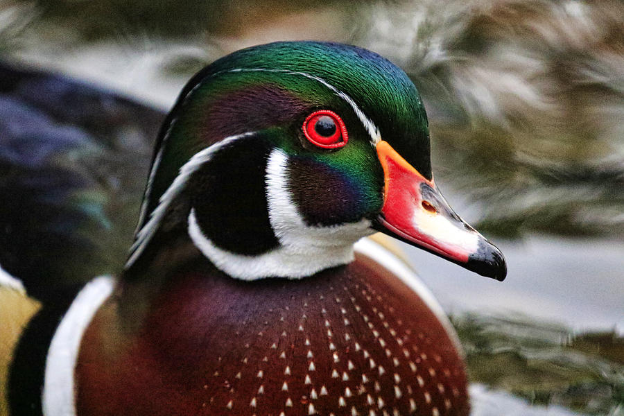 Drake Wood Duck #2 Photograph by Steve McKinzie