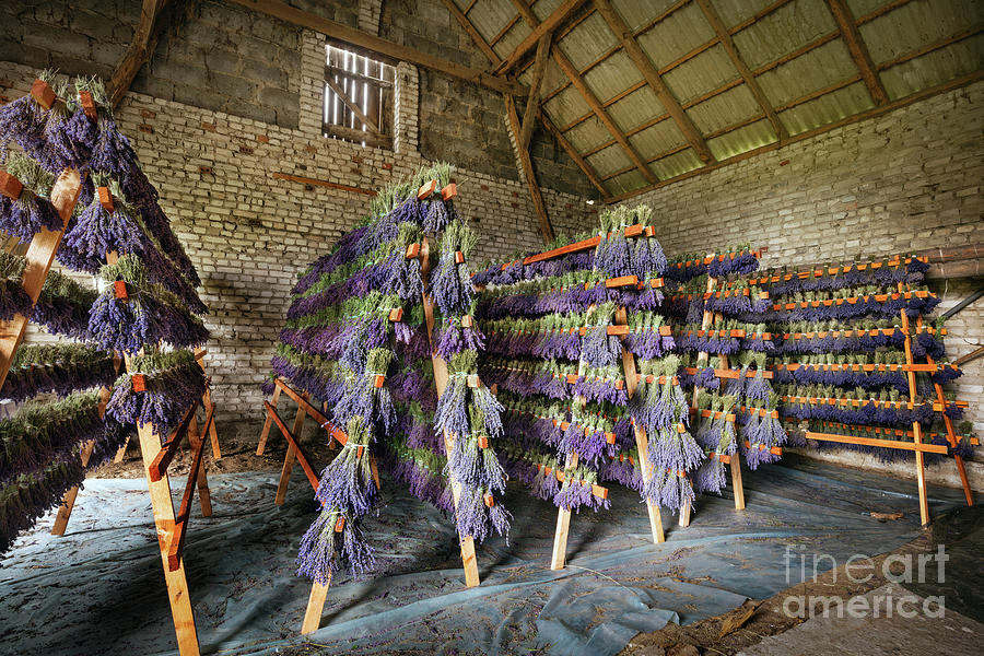 Dried bunches of lavender hanging on wooden ladders #2 Photograph by Michal Bednarek
