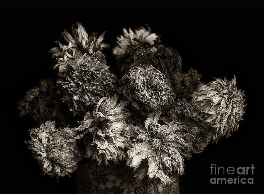 Dried Dahlias from the Garden #1 Photograph by Ann Jacobson