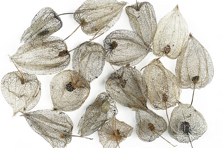 Dried Fruits of the Cape Gooseberry #2 Photograph by Michal Boubin