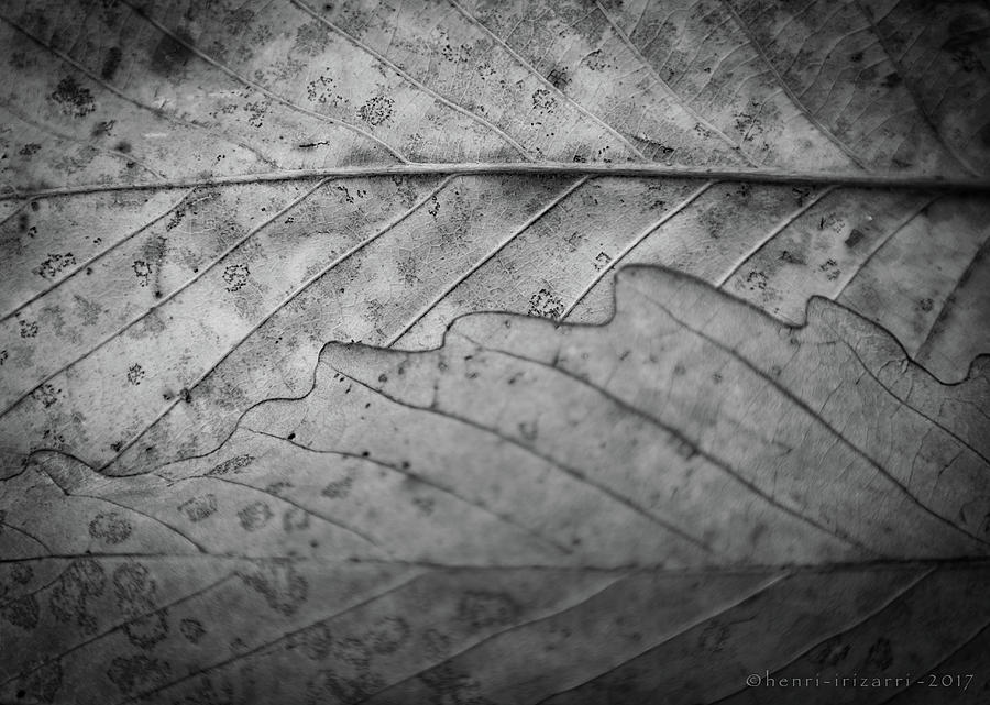 Dried Leaf #2 Photograph by Henri Irizarri